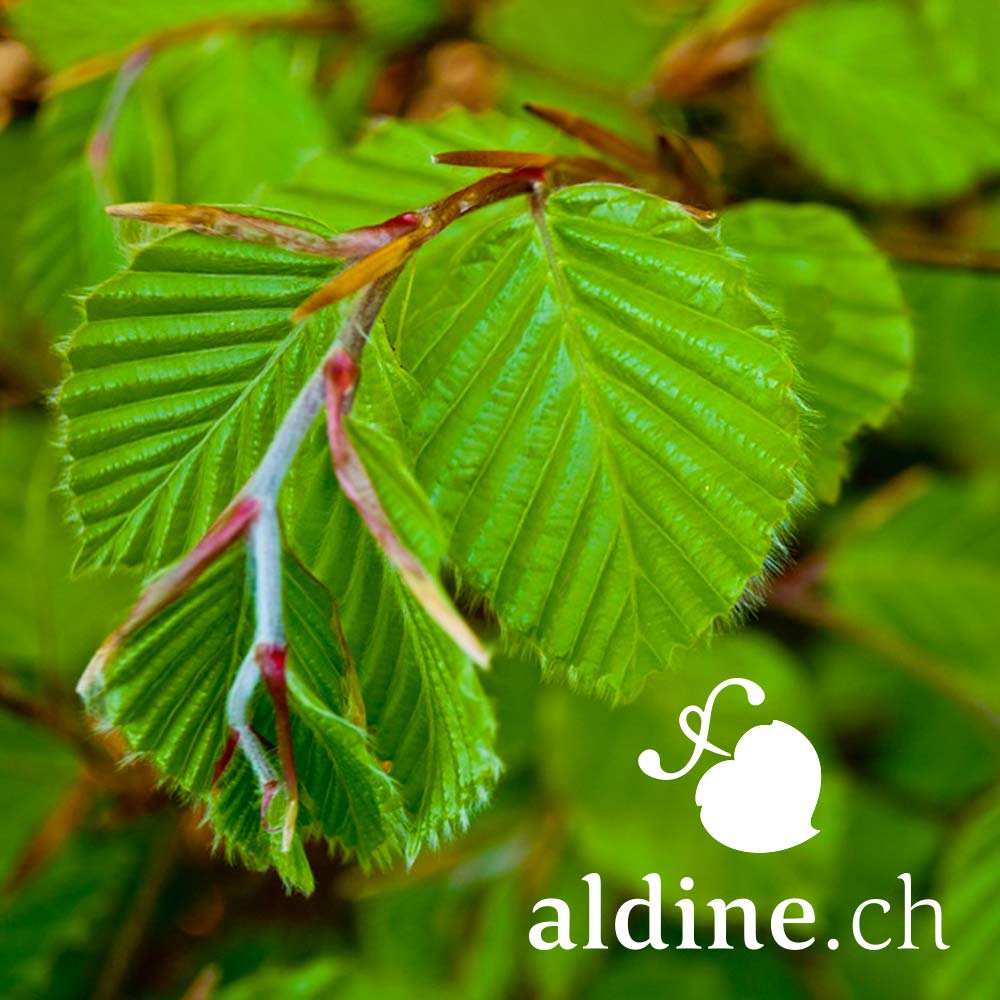 aldine-explications-feuille-aldine-hetre